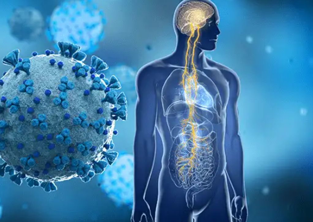 Graphic of the human vagal nerve system.